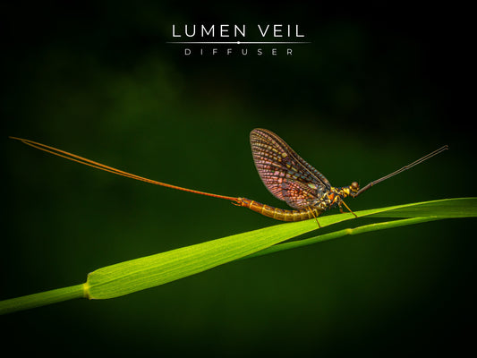 Hidden Rainbow Colors in Macro Photography — How Soft Light Reveals the Invisible