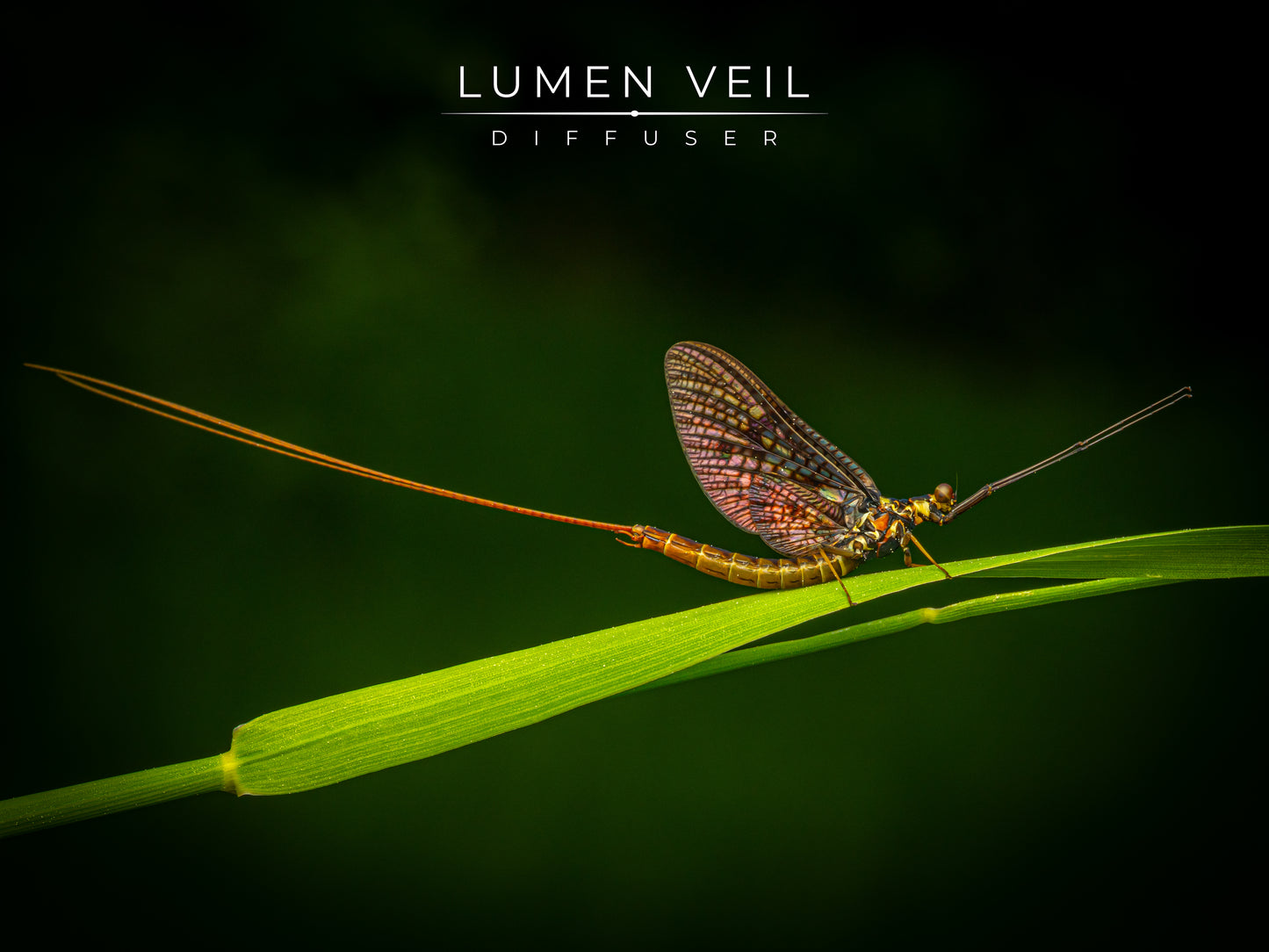Diffuser LUMEN VEIL SIZE M (for ~60 mm)